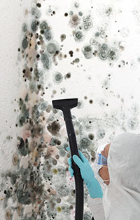 Who Is Responsible For Mold In Your Home